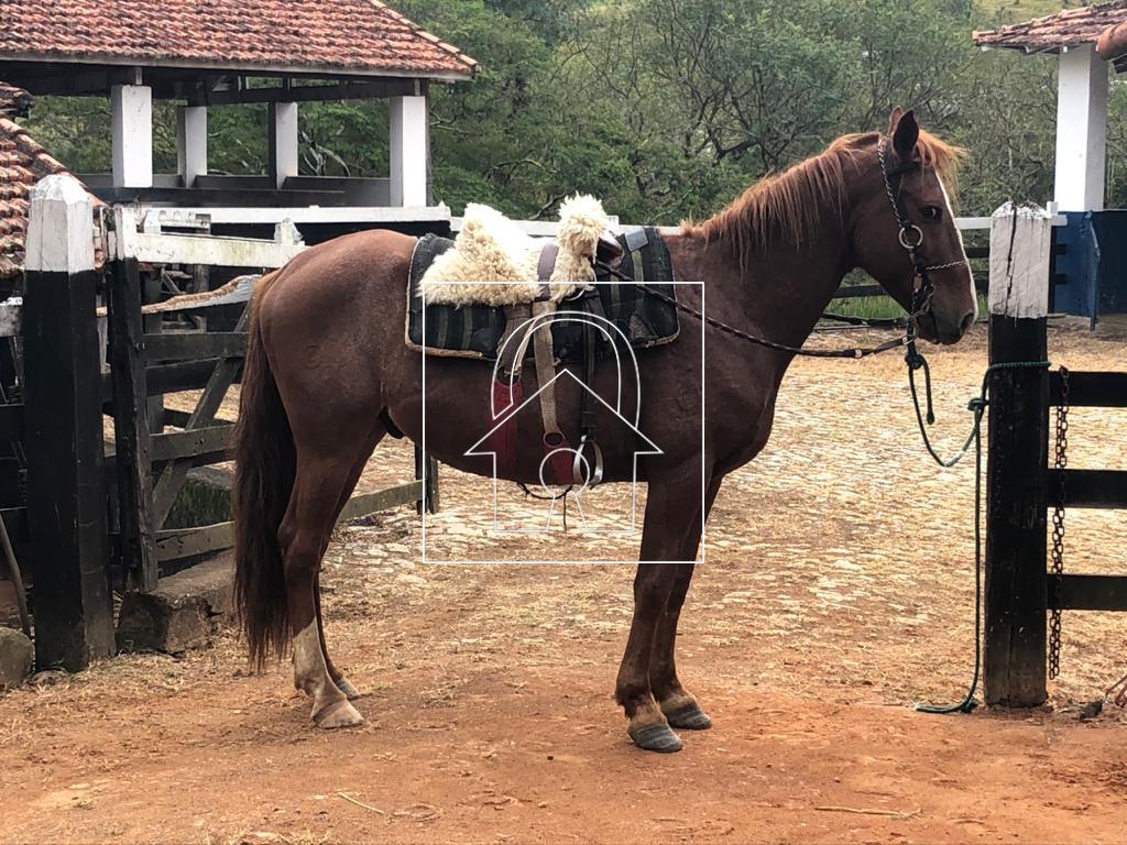 Fazenda, 1067 m² - Foto 13